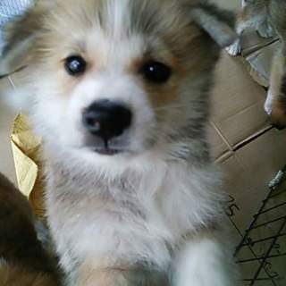 本日お見合い可能！中～大型犬仔犬オス里親募集