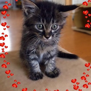 子猫の里親さん募集します