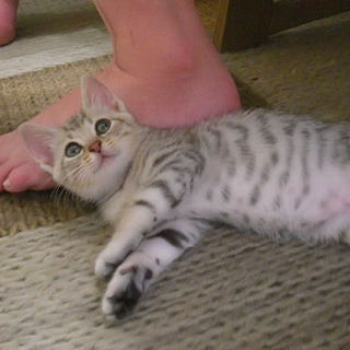 不思議な色合いが魅力の甘えん坊なスカラ★