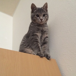 1年の猫ちゃん里親探してます