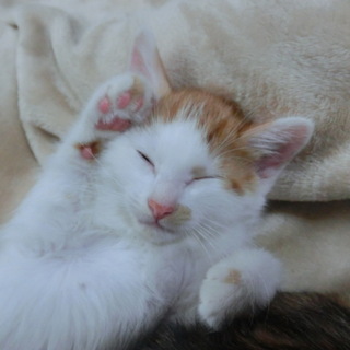 「エド君」男の子☆2ヶ月