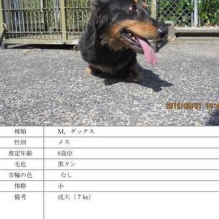 里親希望者と調整中です。譲渡はまだです。