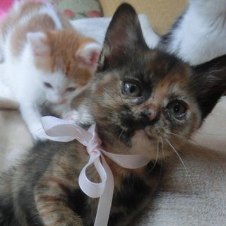 「ウィンちゃん」女の子☆2ヶ月