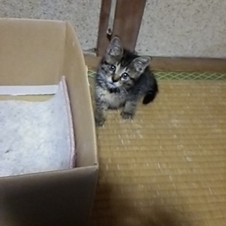 里親様決定しました