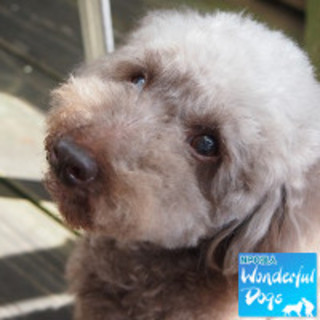 「トシ」推定８～９歳♂