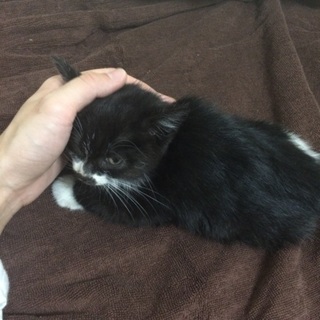 生後1ヶ月くらいのオス猫ダニ予防済み