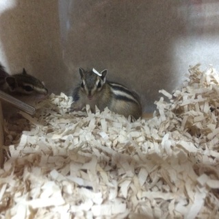 シマリスベビー