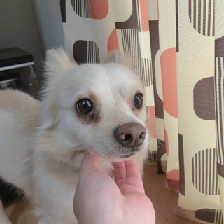 『ウーロン』穏やかですが、とても臆病です