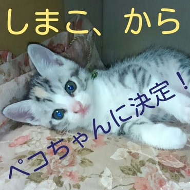 ペコちゃん、幸せだにゃん！