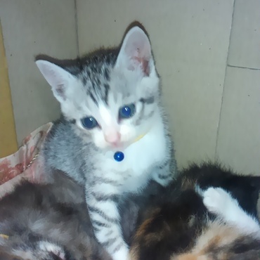 しまお、から、レオンちゃんに決定！