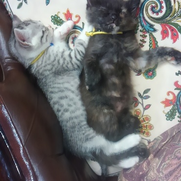 レオンちゃんと、くろたまにゃん