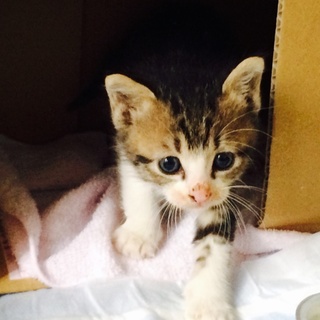 交渉中、一旦締め切ります。