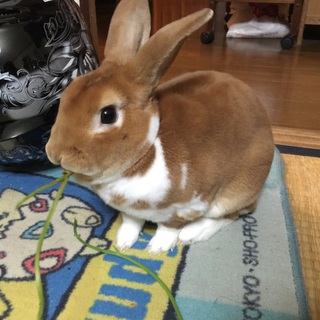 ミニレッキスの雄2歳半 甘えん坊です^ ^