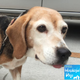 「モエ・エ・シャンドン」１５歳♀