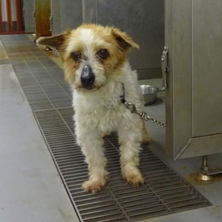 テリーくん、体調を崩し亡くなってしまいました。