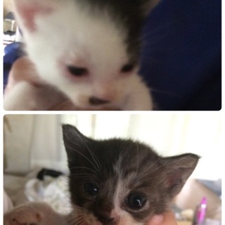 1ヶ月の子猫里親募集！