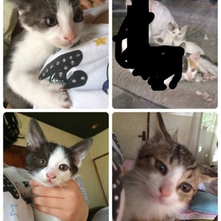 2ヶ月過ぎの子猫里親募集‼︎