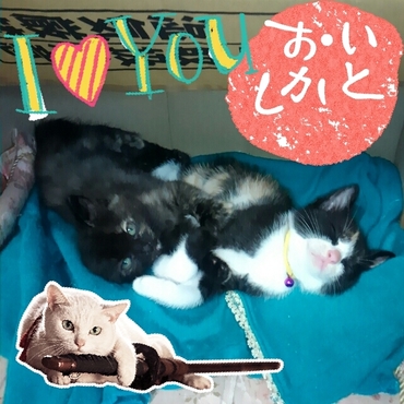 見てるだけで、楽しい