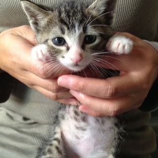 タレ目が可愛いキジ白ハッチ君の里親様募集！