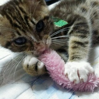 キジトラ♂　理解ある方