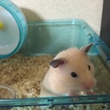 生後2ヶ月キンクマハムスター