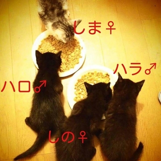 代理募集・Ｓ宅子猫４匹