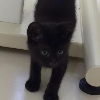 元気な黒猫の里親募集中