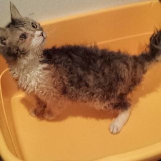 ラパーマミックス