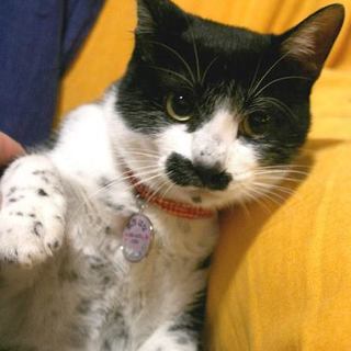 おひげがとっても可愛いね「ゴマちゃん」♪