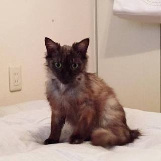 メリッチャ*メリ男*メリ之介とっても甘えん坊の２歳