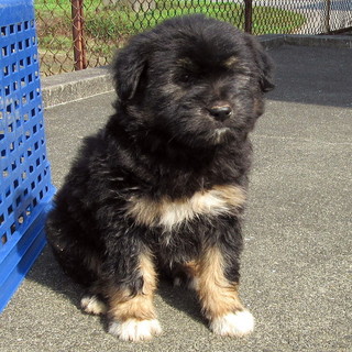生後約3.5～4ヶ月のテリア系子犬の家族募集！！