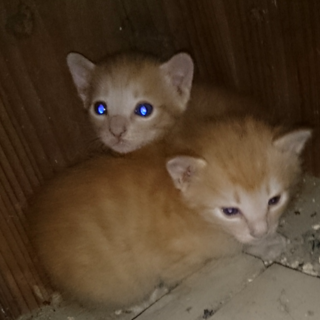 福島県内の方子猫の里親募集