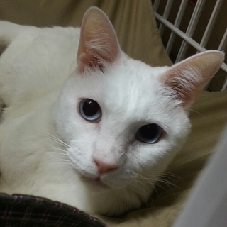 海（かい）くん　　白い猫