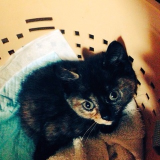 子猫を保護しています。