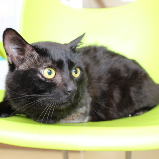 黒猫の里親募集中です