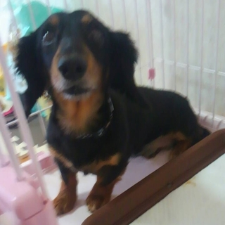 黒ﾀﾝのミニチュアダックスフンド