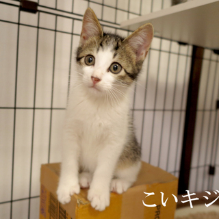 【キジ白３兄弟】 こいキジ君