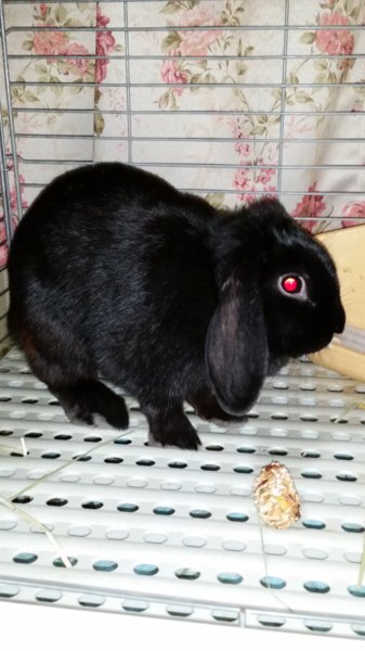 ロップイヤー　２匹　メス サムネイル2