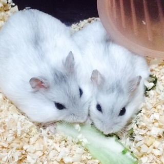 (募集一旦中止)パールホワイトジャンガリアン♂♀