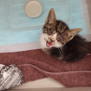 急募！のら子猫、保護。飼育不可の住宅につき急募！