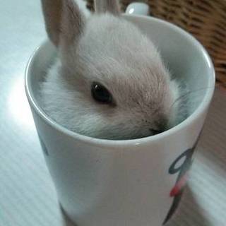 《沢山の応募につき一時募集停止》可愛い赤ちゃん達