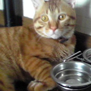 とても人懐こい茶トラのオス猫　新しいママ緊急募集！