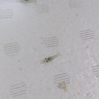 ミステリークレイフィッシュ 稚ザリ