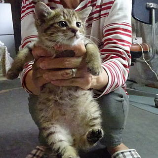 チャトラの♀です。