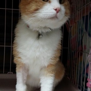 人馴れした温和しい茶トラの男の子です