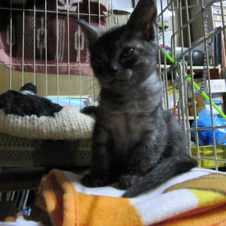 里親様募集しています