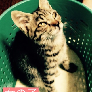 かわいい子猫の里親さま募集します