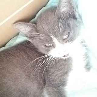 至急募集!!子猫を保護しました(*´-`)
