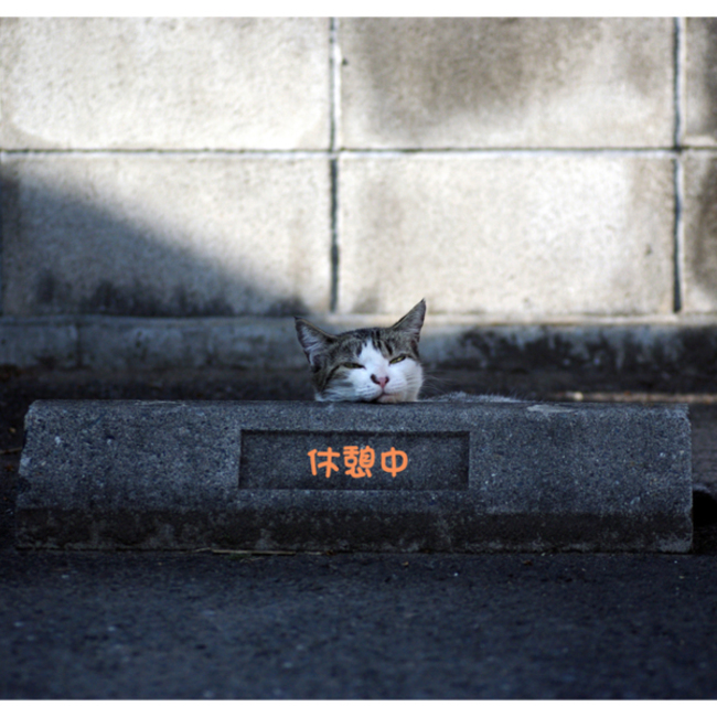 In my Dreamのカバー写真