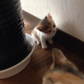 可愛い子猫1匹^ ^と母猫